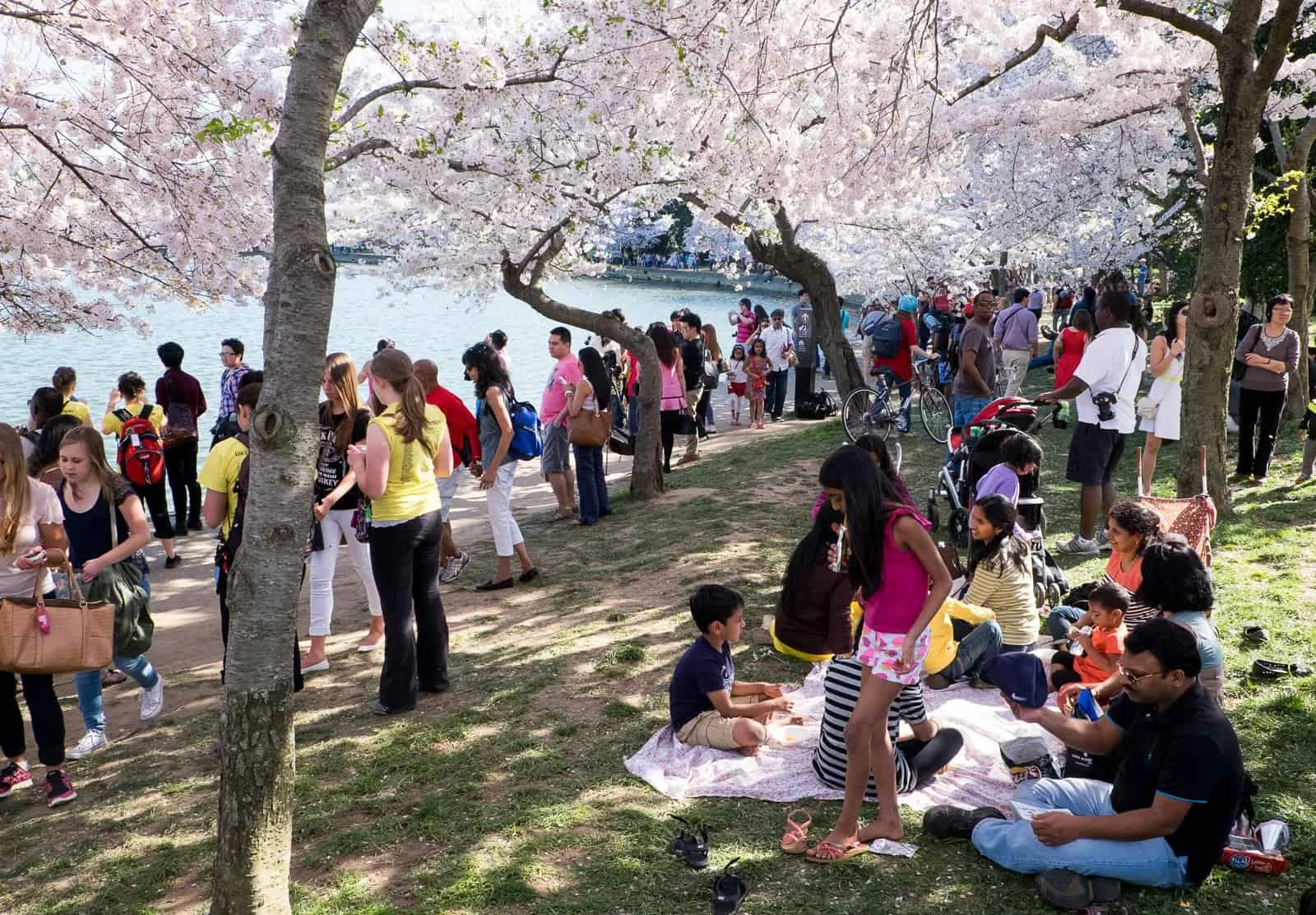 National Cherry Blossom Festival 2026 logo