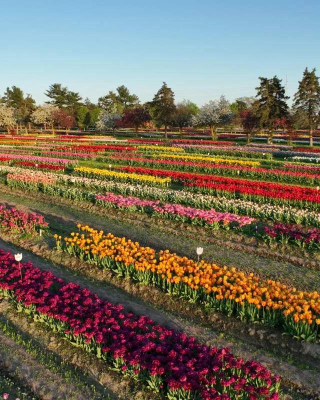 Tulip Time Festival 2026 logo